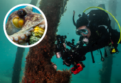 Learn more about Underwater Neighbors