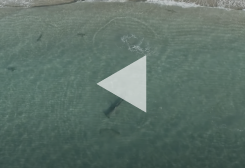 Learn more about Video Shows Blacktip Sharks Use Shallow Water to Flee Huge Predators