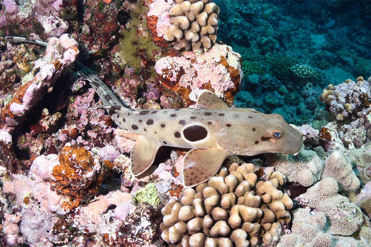 Learn more about Study First to Explore ‘Walking’ Shark Movements in Early Life Stages