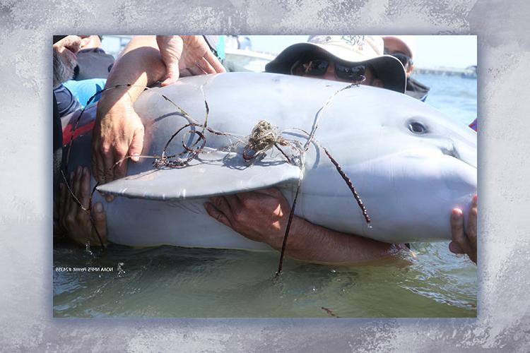 Learn about Dolphin Rescue in Stuart