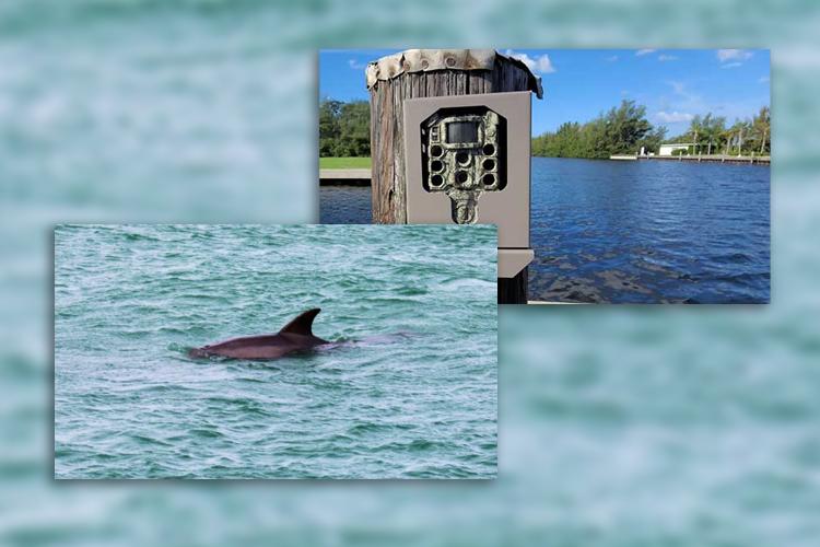 Learn about Dolphin Spotting Stations