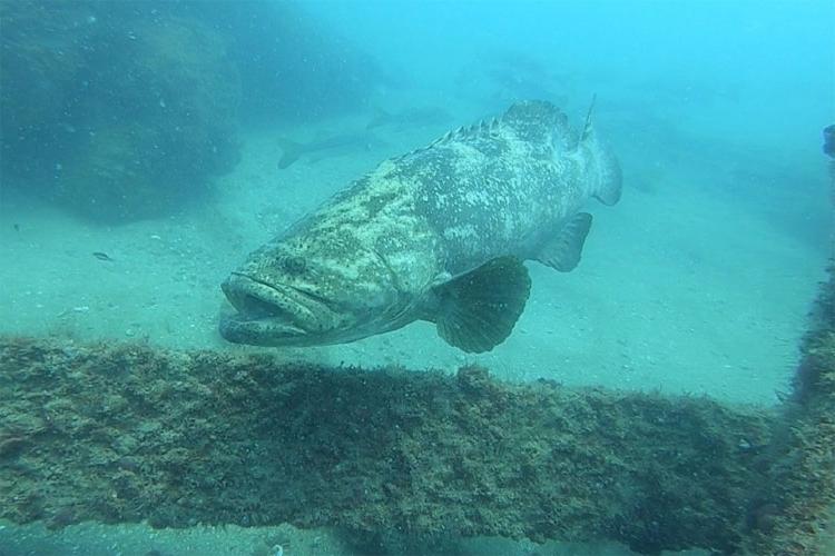 Learn about Goliath Grouper Sounds