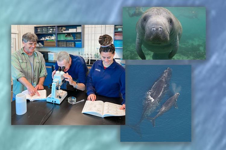 Learn about Marine Mammals