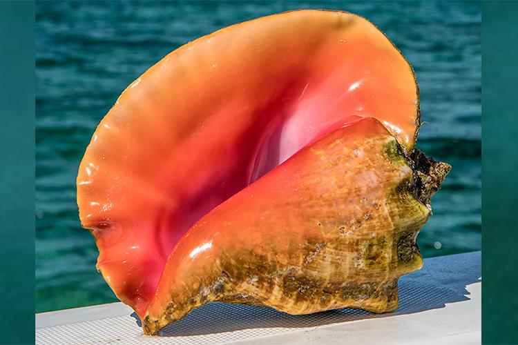 Restoring the Queen Conch Population